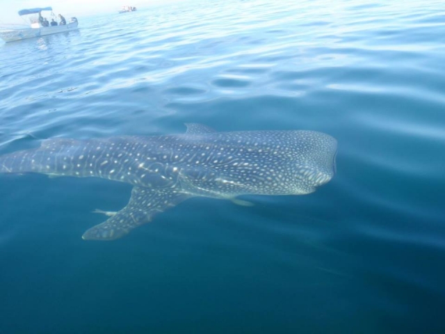 Snorkel con tiburon ballena