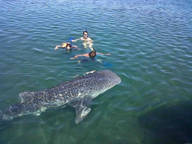 Nado con tiburon ballena