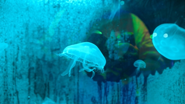 acuario veracruz