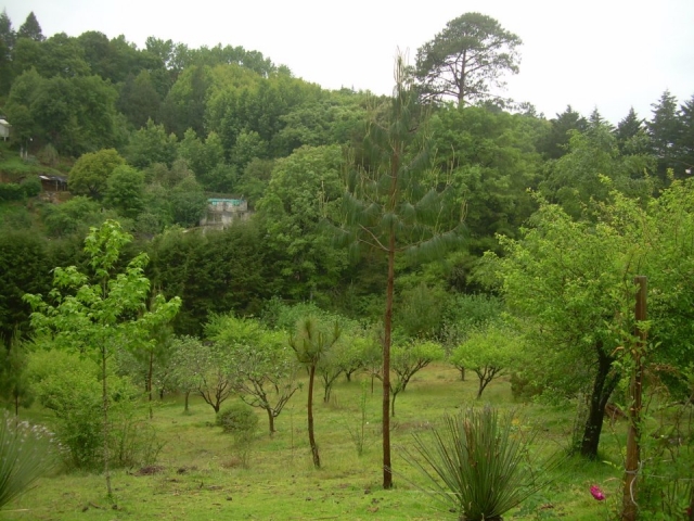 Caminatas en el bosque