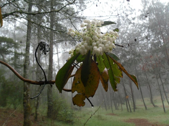 Naturaleza vivas