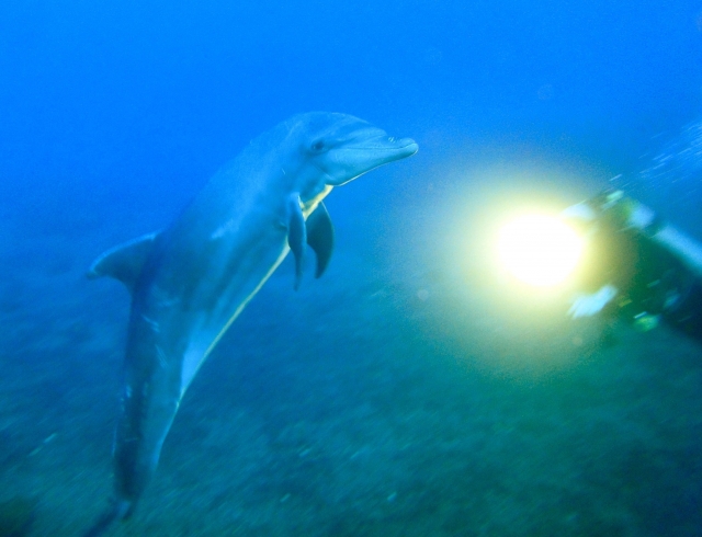 Descubre el mundo marino