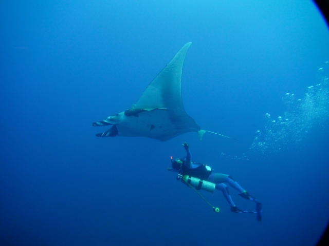 Mantarrayas en el buceo 