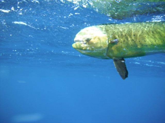 Dorado en el agua