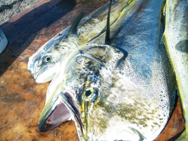 Nuestra pesca