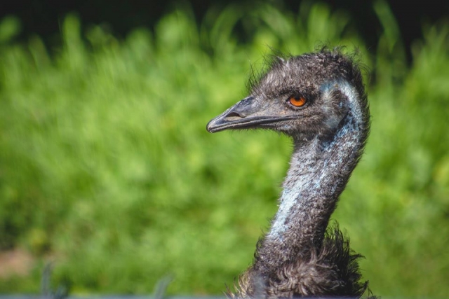 Conociendo especieres