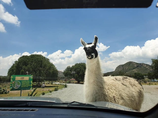 Bienvenidos