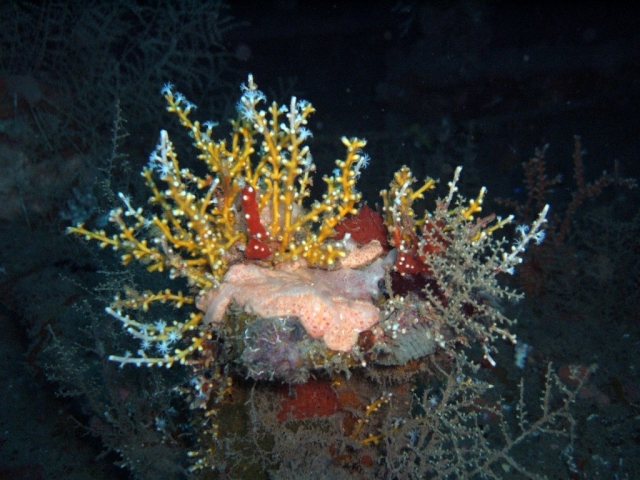 Buceo en Anton, abundancia de jardinererererereres coralinos 