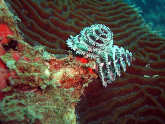 Buceo en Veracruz, hermosos gusanos tubulaternera 