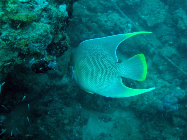 Buceo en Veracruz, hermoso angel reina 