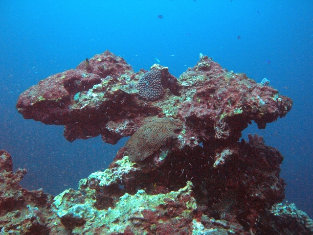 Buceo en Veracruz, paisajererererereres de ensueño 