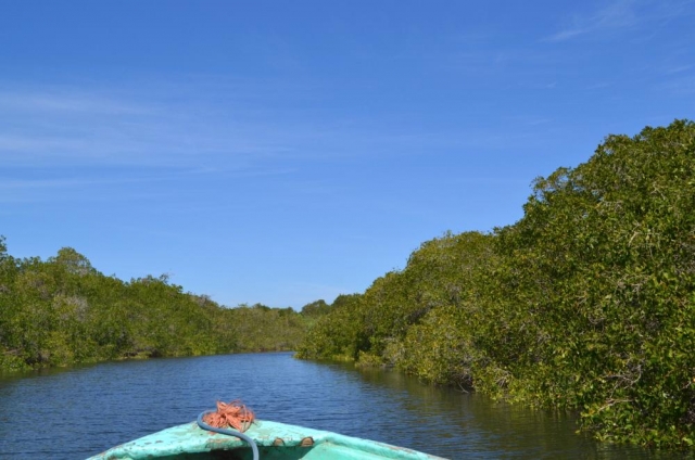 Manglar