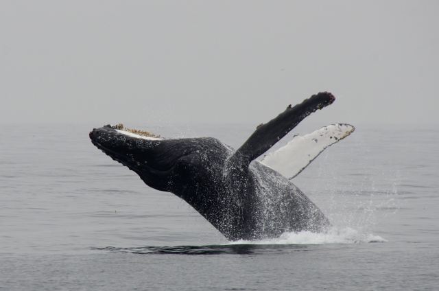Ballenas 