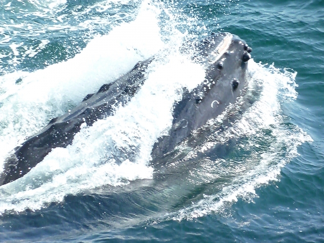Conoce las ballenas 