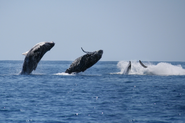 Ballenas en el agua 