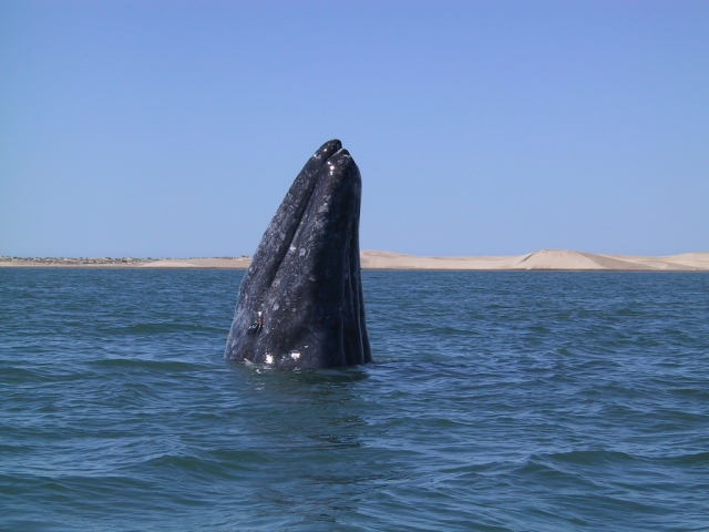 Recorrido en el mar de cortereres 