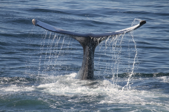 Conociendo a las ballenas 