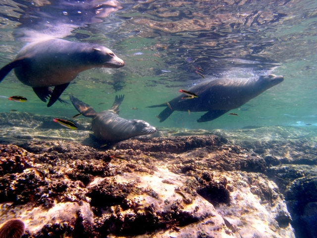 Lobos marinos