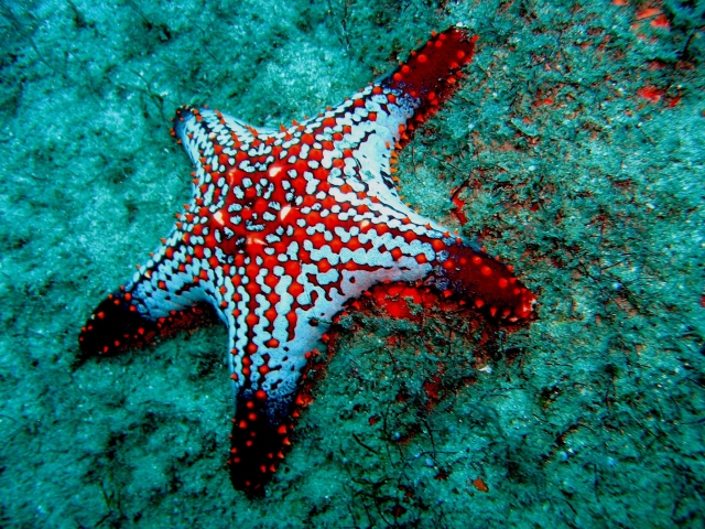 Estrella de mar