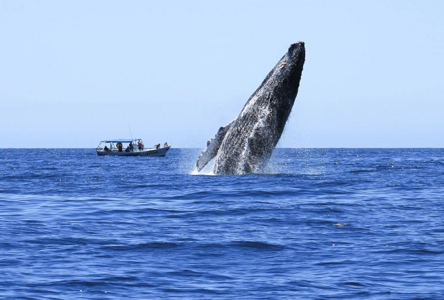 Excursión de observación de ballenas
