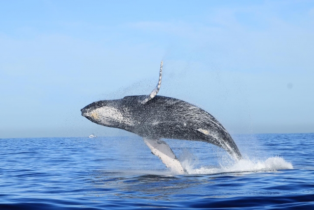 Salto de ballena gris