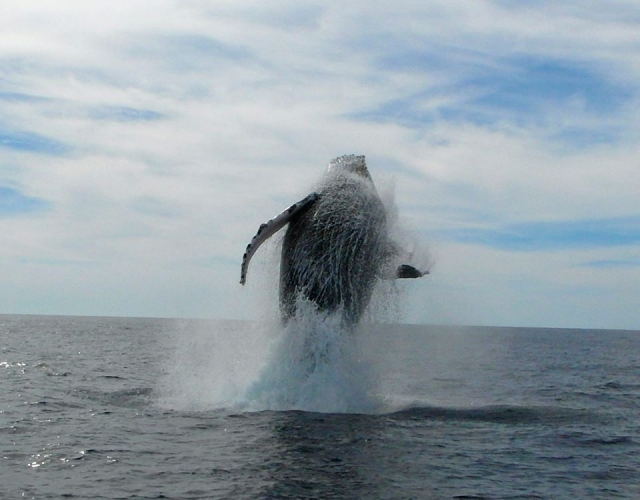 Visitas guiadas  whate watching