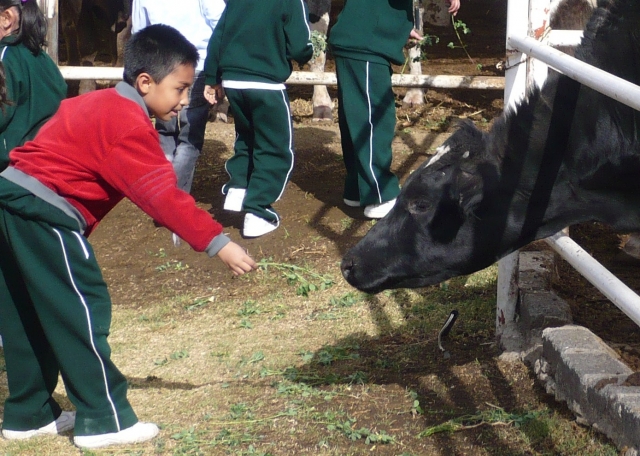 Alimentando a los becerros