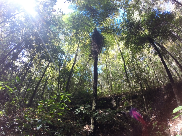 plantas prehistóricas