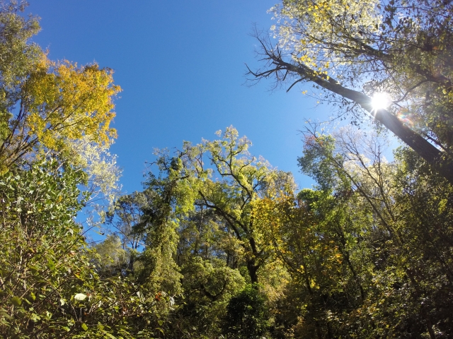 bosque del mapte