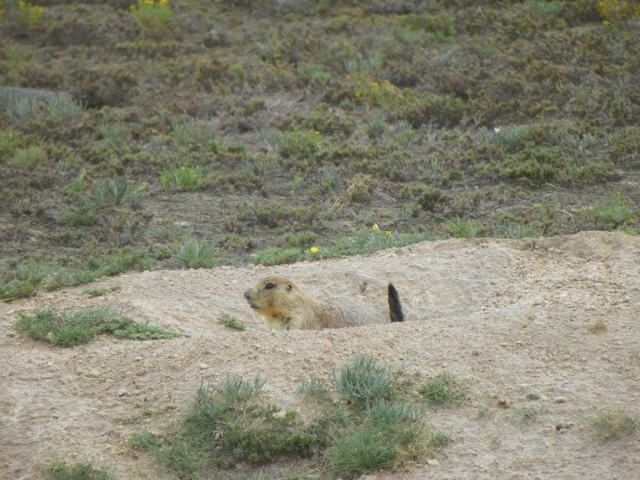 Perritos de la pradera