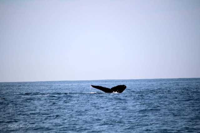 Ballena emigrando