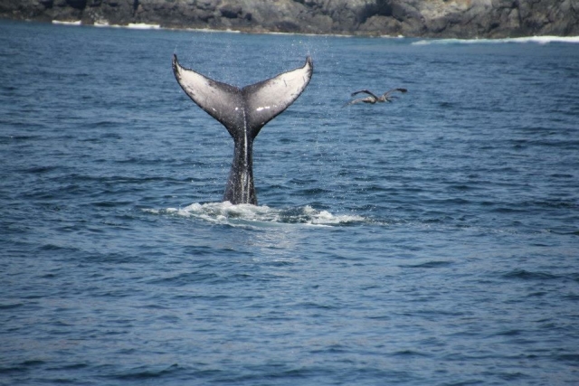 Cola de ballena gigante
