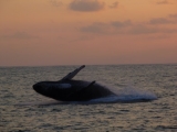 Avistamiento de ballenas en Ixtapa precio niños
