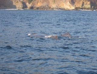 ballenas en el agua ballenas en el agua