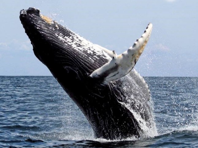 Ballena gigante