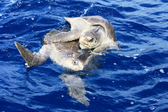 tortugas