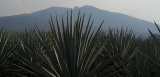 Senderismo privada al Volcán de Tequila, medio día