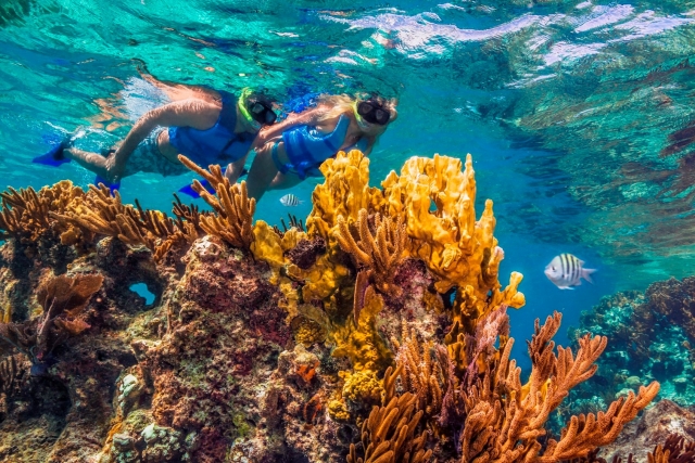 Conociendo los arrecifererererereres de coral