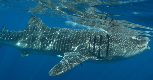 Hermoso tiburon ballena