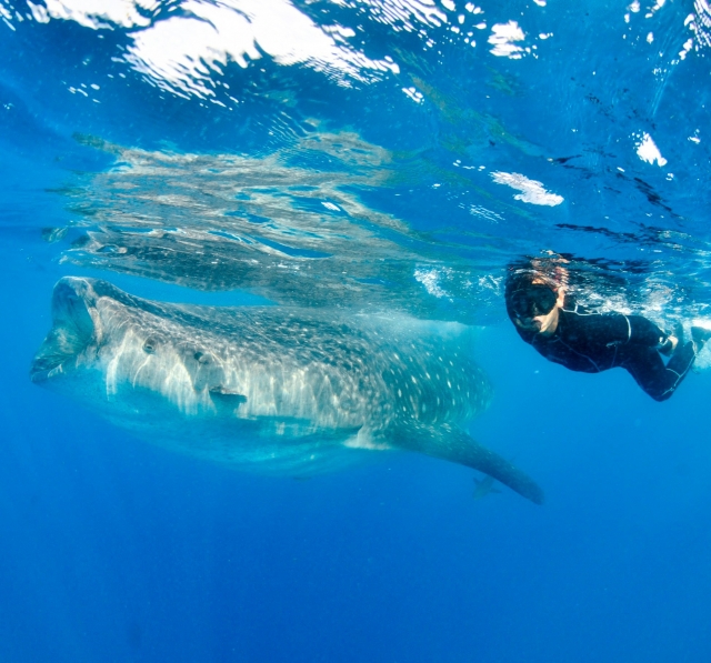Nadando con tiburon ballena