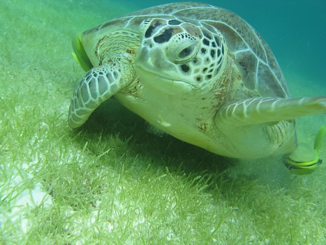 tortugas del caribe