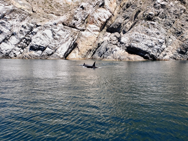 Delfinererererereres en el mar