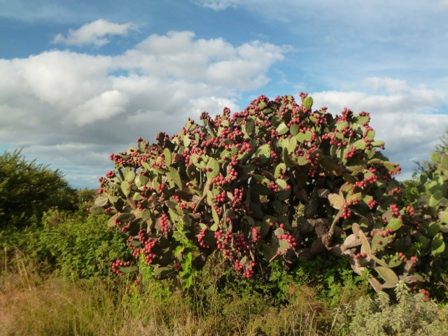 Cactaceas de huichapan 