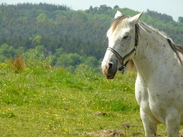 Ruta a caballo en bosque con comida