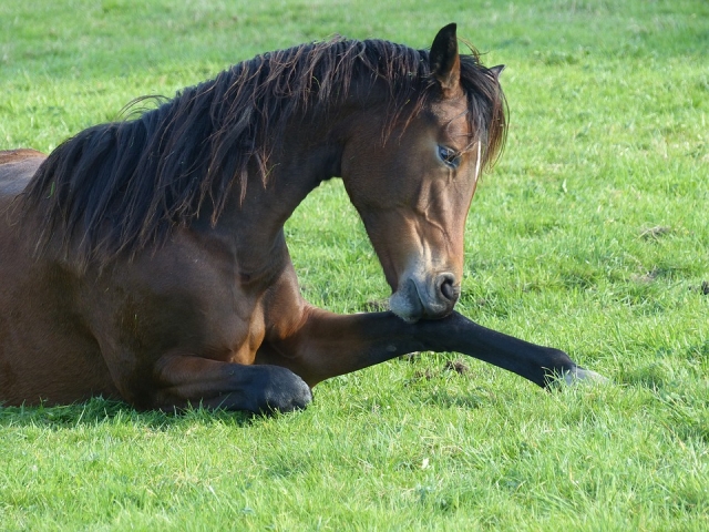 Caballos docileres