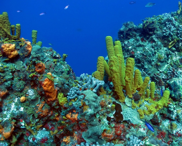 Arrecife de coral