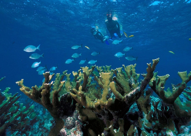 snorkel en el caribe