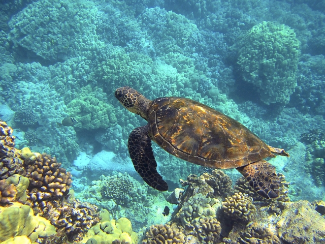 Tortugas en el caribe
