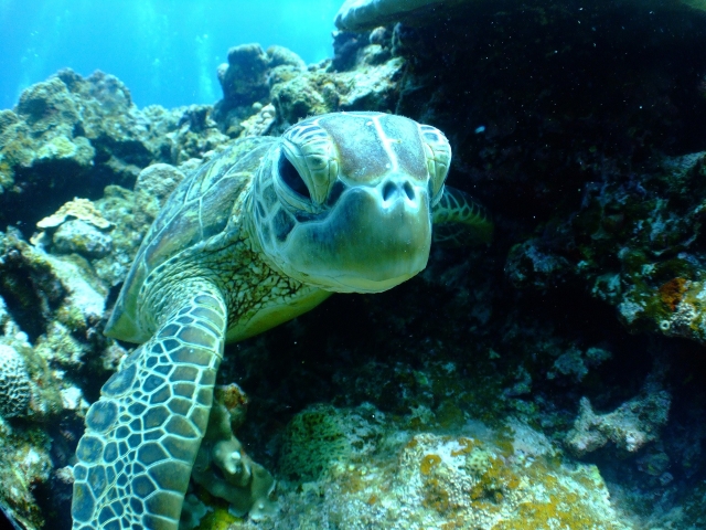 NAdo con tortugas