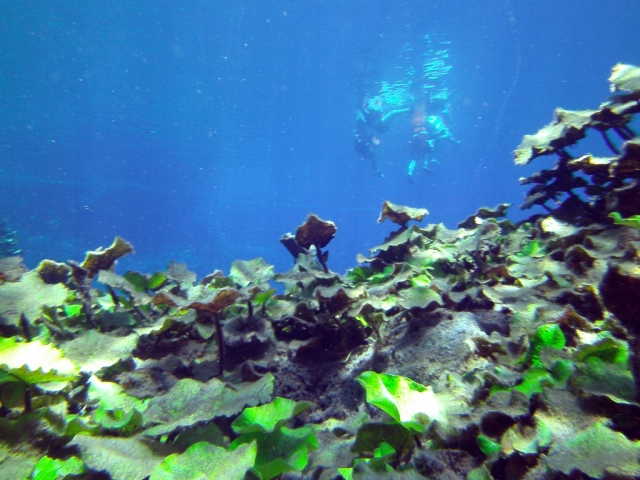jardinererererereres submarinos